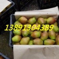陕西红香酥梨价格大荔冷库红香酥梨产地框子库尔香梨种植基地