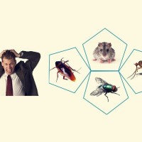 淄博杀虫公司教你灭蚊子的小技巧